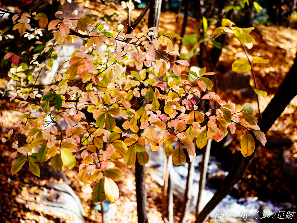 Ｌeｉｃａは濃いのか
