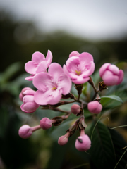 オラオラオラッ!!