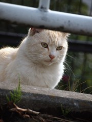 べっぴんさん