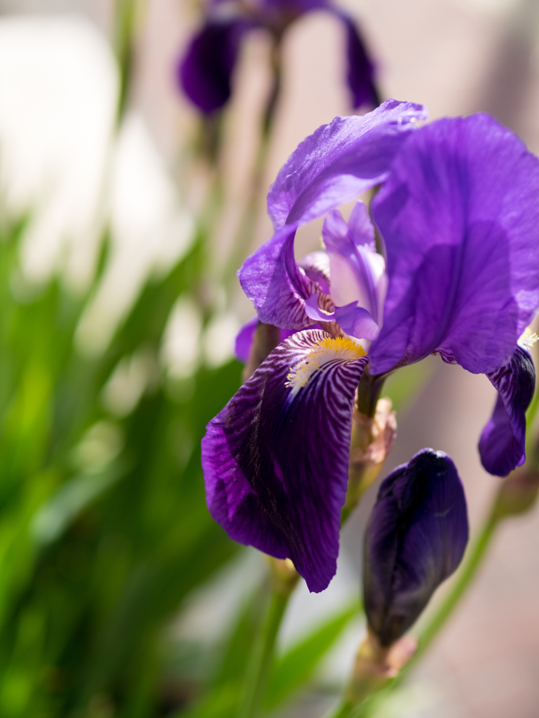 トゥルーパープル