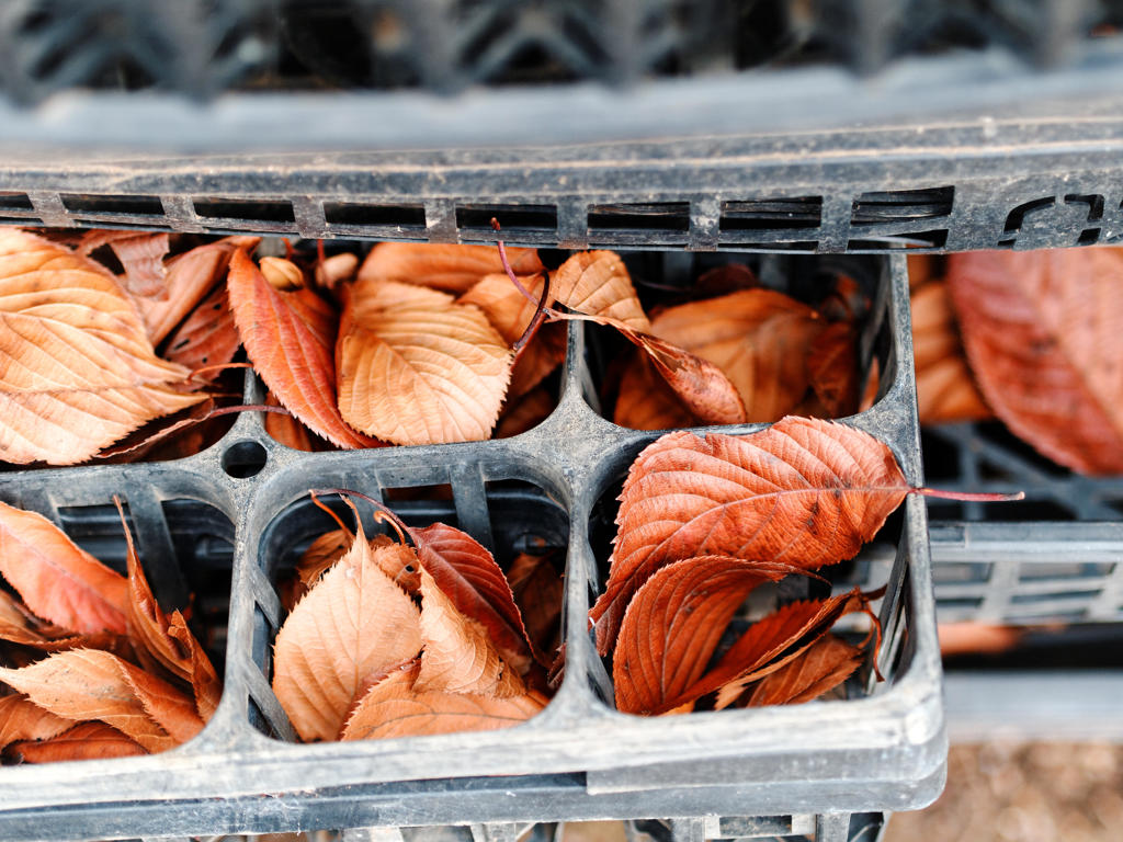 落ち葉のねむり