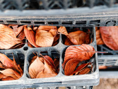 落ち葉のねむり