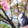 あざとげに