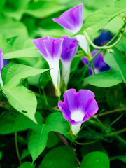 今日この時を咲く