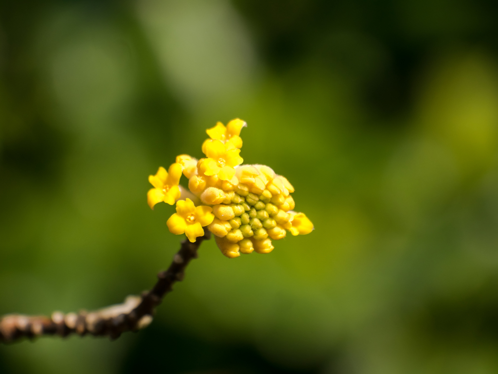 Happy　Yellow