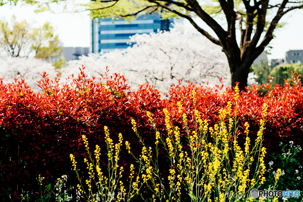 三色そろい踏み