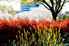 三色そろい踏み