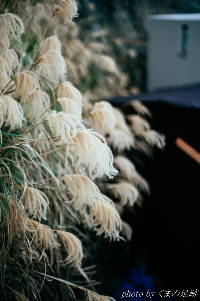 こころなでられ