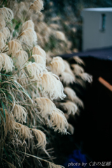 こころなでられ