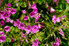 梅雨きたりなば