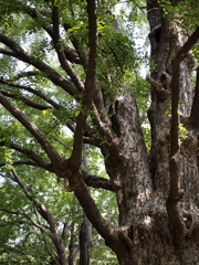 大樹の夏
