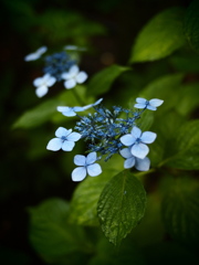 Mode Blue