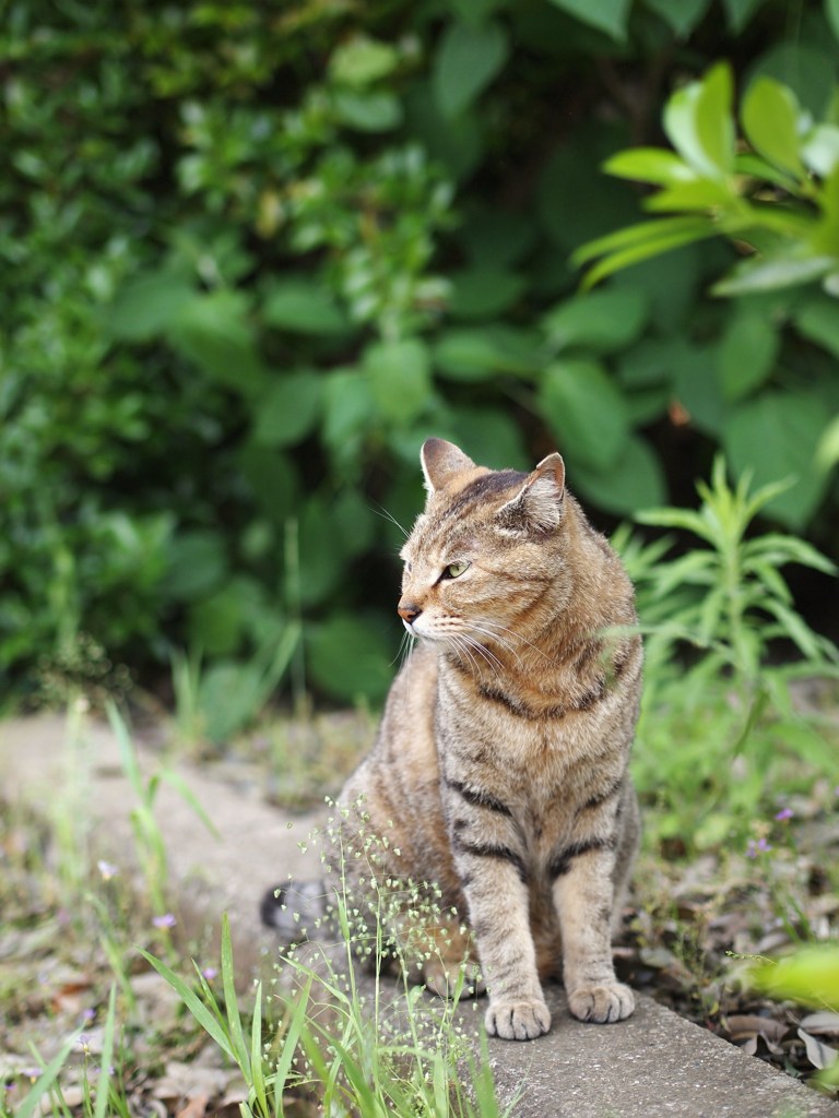 ねこに小判