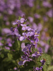 紫に染まる野辺