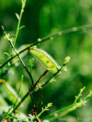 レントゲン撮影