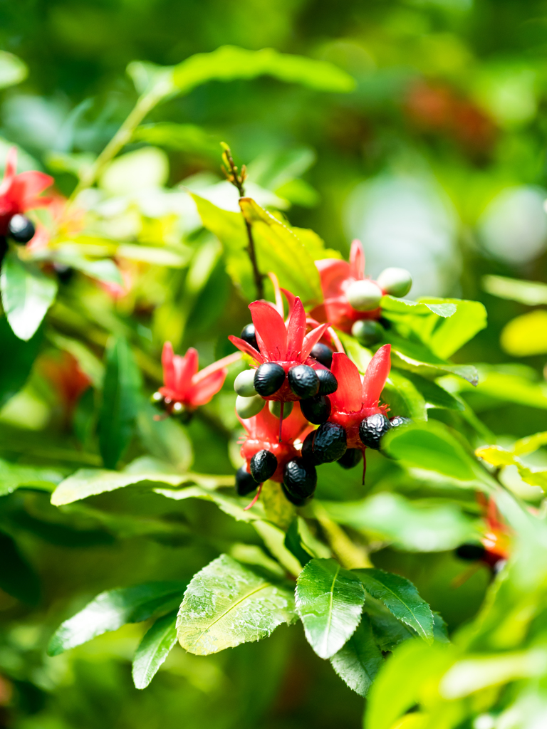 ミッキーマウス？