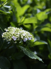 晴れ紫陽花