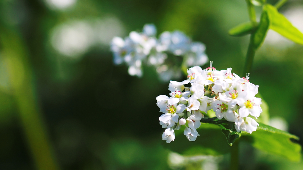 蕎麦の花