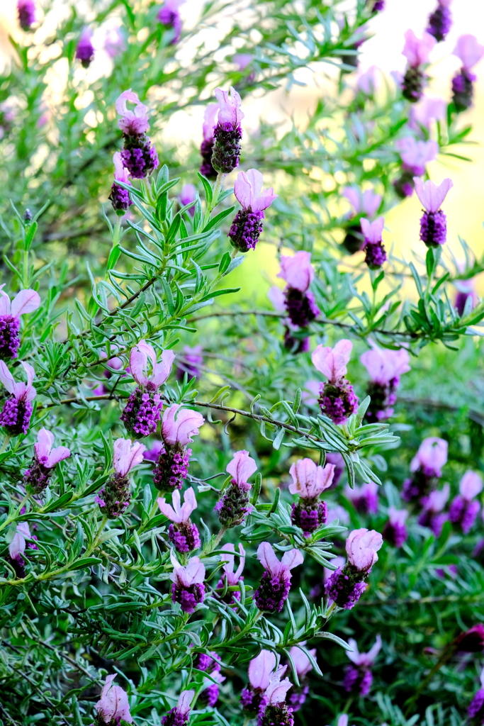 むらさきウサギ