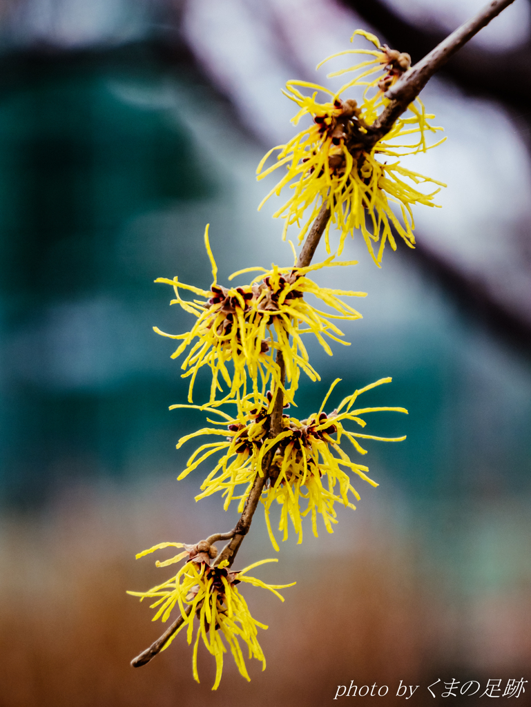 線香花火