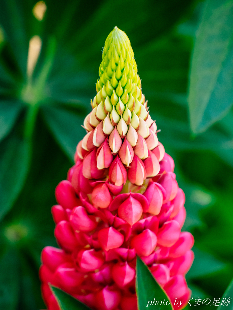 そふとくりぃむ　ストロベリー味