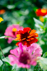 ひょっこりフラワー