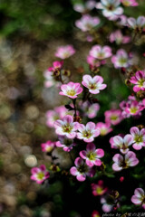 ぱちぱちはじけて