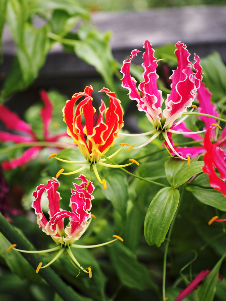 からふるパラシュート