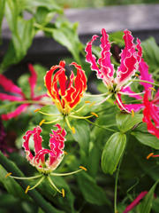 からふるパラシュート