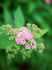 淡き花