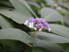 残暑の山里