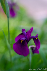 やわらかい6月に