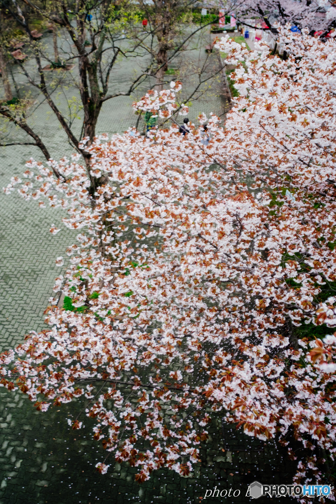 眼下のさくら