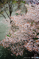 眼下のさくら