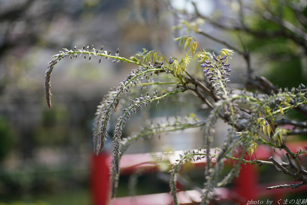 4月5日 天神通信 -フジの尻尾-