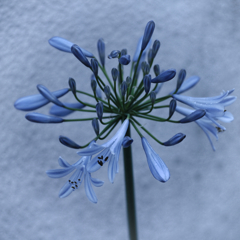 移り往く蒼