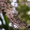 常春のまどろみⅩⅦ