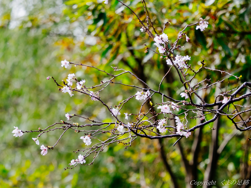秋に咲く桜