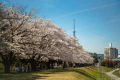 4月なれば彼女は