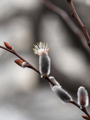 噴花