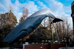 冬のクジラ