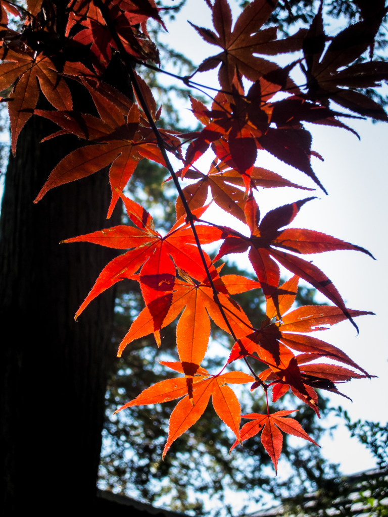 紅葉成分補充