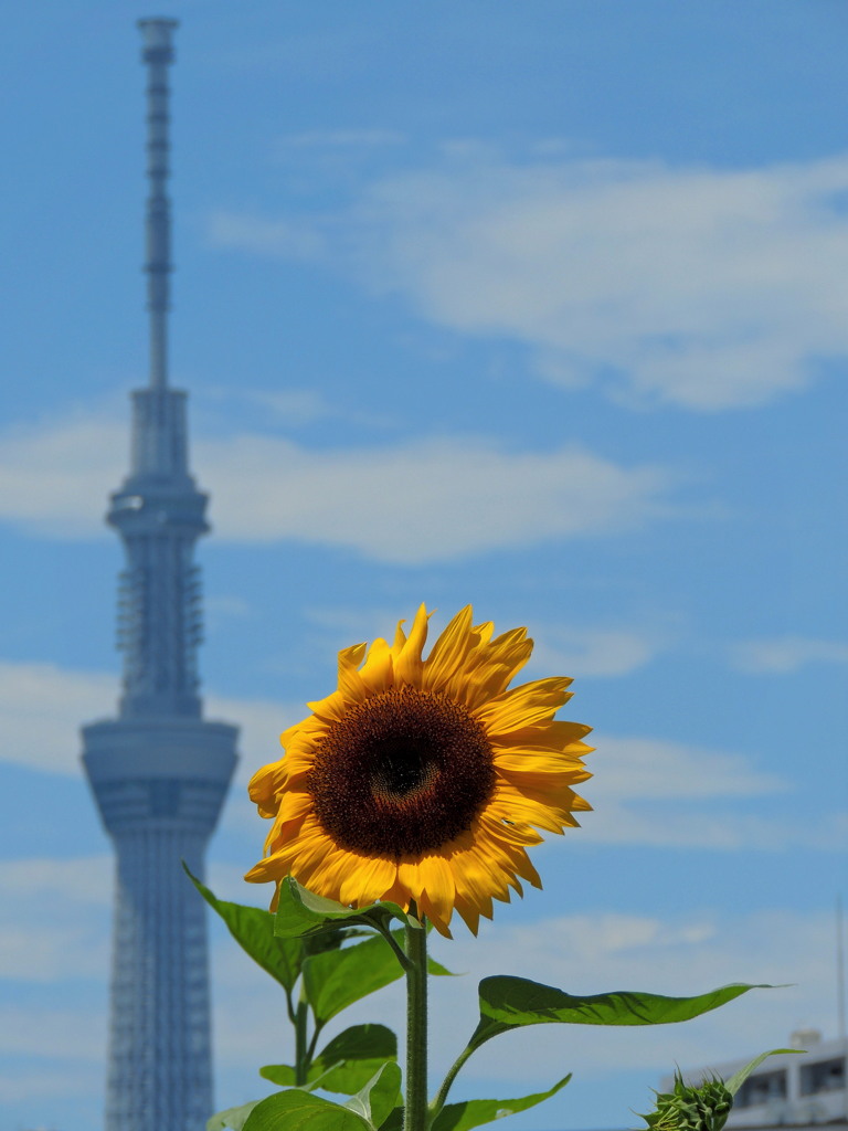 風に吹かれて