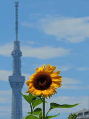 風に吹かれて