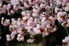 お幸せに