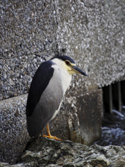 ペンギンじゃね～よ。