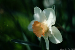 サイレントラブ