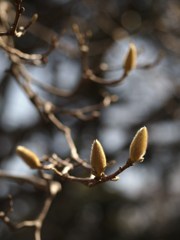 春の鼓動ⅩⅡ