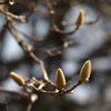 春の鼓動ⅩⅡ