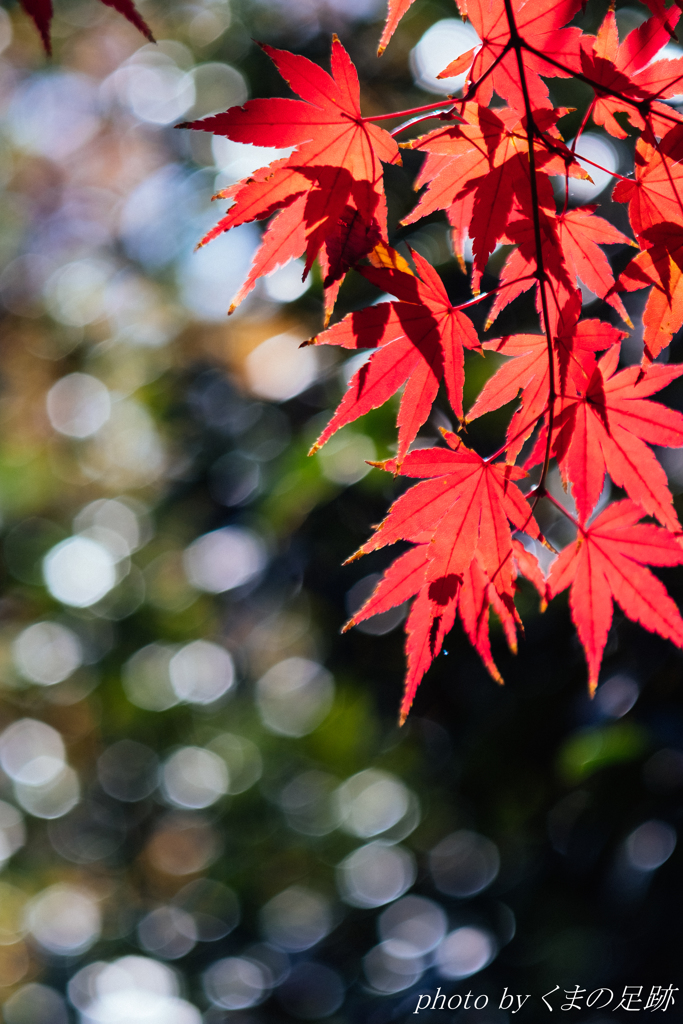 玉ボケの小川